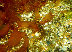 Heteroclinus eckloniae