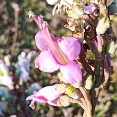 Wightia speciosissima