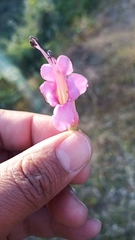 Wightia speciosissima