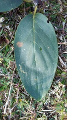 Wightia speciosissima