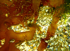 Heteroclinus eckloniae