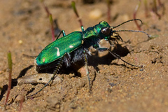 Cicindela longilabris