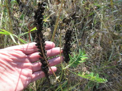 Astragalus uliginosus
