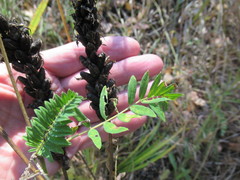 Astragalus uliginosus