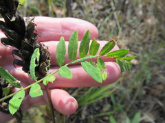 Astragalus uliginosus