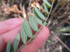 Astragalus uliginosus