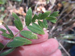 Astragalus uliginosus