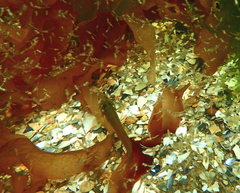 Heteroclinus eckloniae