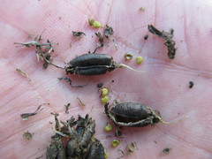 Astragalus uliginosus