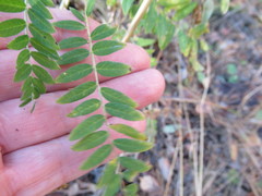 Astragalus uliginosus