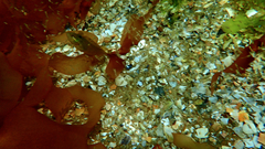 Heteroclinus eckloniae