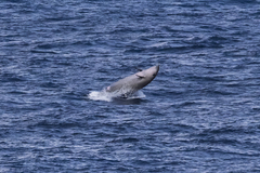 Mesoplodon europaeus