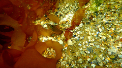 Heteroclinus eckloniae