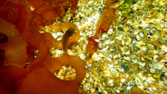 Heteroclinus eckloniae