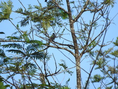 Hypsipetes ganeesa