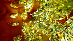 Heteroclinus eckloniae