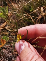 Aspalathus lebeckioides