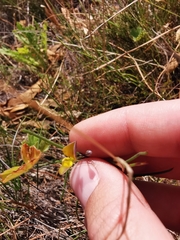 Aspalathus lebeckioides