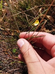 Aspalathus lebeckioides