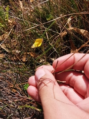 Aspalathus lebeckioides