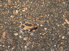 Uperodon triangularis