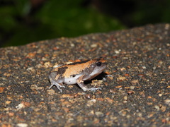 Uperodon triangularis
