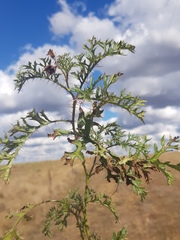 Solanum papaverifolium