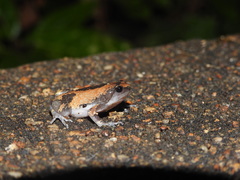 Uperodon triangularis