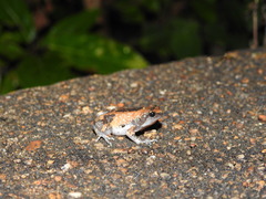 Uperodon triangularis