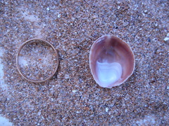 Crepipatella dilatata