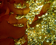 Heteroclinus eckloniae