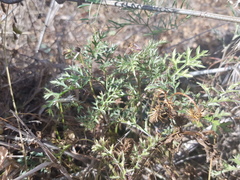 Solanum papaverifolium