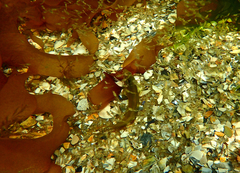 Heteroclinus eckloniae