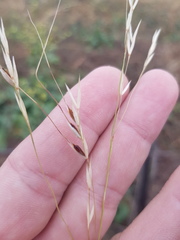Austrostipa aristiglumis