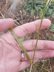 Austrostipa aristiglumis