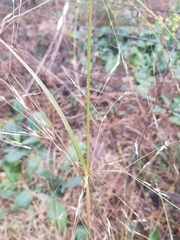 Austrostipa aristiglumis