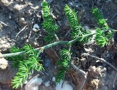 Asparagus multiflorus