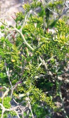 Asparagus multiflorus