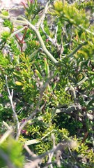 Asparagus multiflorus