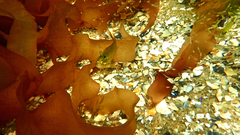 Heteroclinus eckloniae