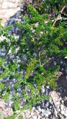 Asparagus multiflorus