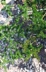 Asparagus multiflorus