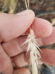 Rytidosperma tenuius