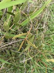 Capparis lasiantha