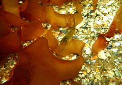 Heteroclinus eckloniae