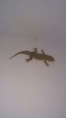 Hemidactylus giganteus