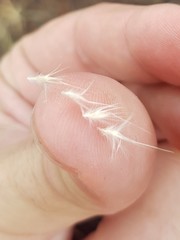 Rytidosperma tenuius