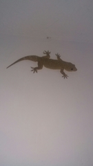 Hemidactylus giganteus