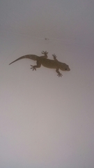 Hemidactylus giganteus