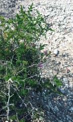 Asparagus multiflorus